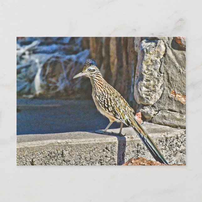 Carte postale Roadrunner (Devant)