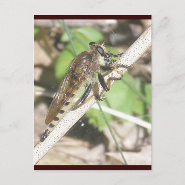 Carte postale Robber Fly (Devant)