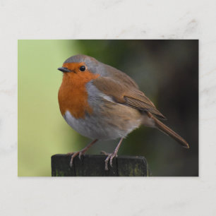 Carte Postale Robin