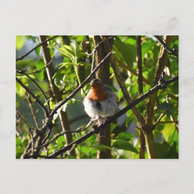 Carte Postale Robin  (Devant)