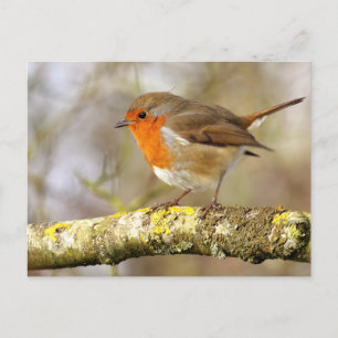 Carte Postale Robin