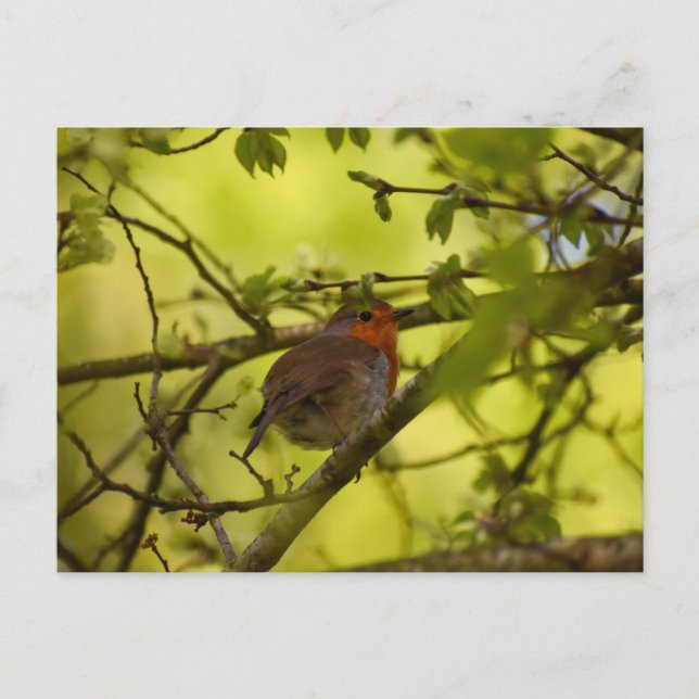 Carte Postale Robin (Devant)