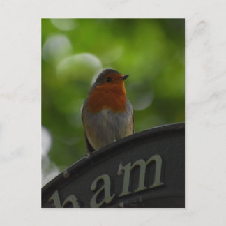 Carte Postale Robin