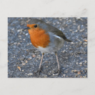 Carte Postale Robin 