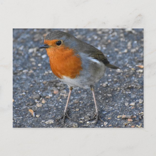 Carte Postale Robin  (Devant)