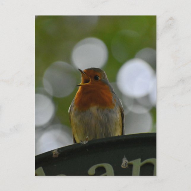 Carte Postale Robin (Devant)