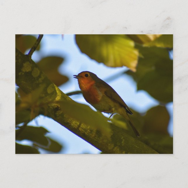 Carte Postale Robin (Devant)
