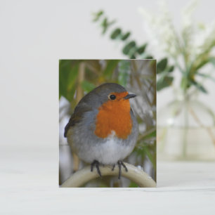 Carte Postale Robin