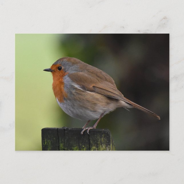 Carte Postale Robin (Devant)