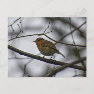 Carte Postale Robin 