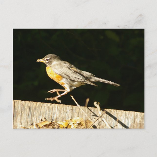Carte postale Robin (Devant)