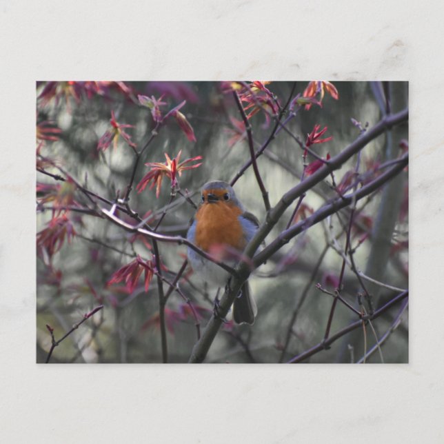 Carte Postale Robin  (Devant)