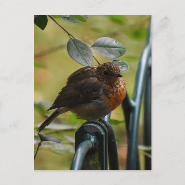 Carte Postale Robin (Devant)