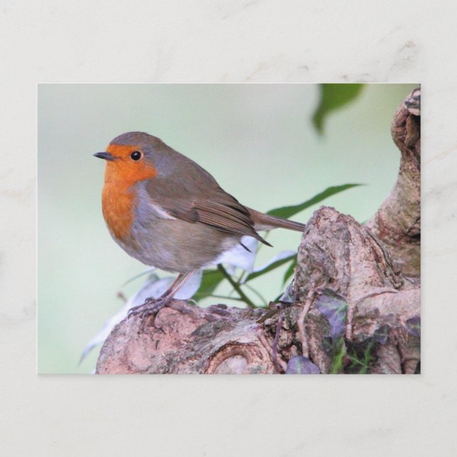 Carte Postale Robin (Devant)