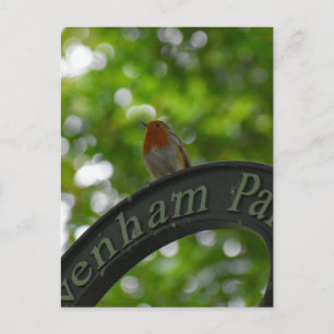 Carte Postale Robin