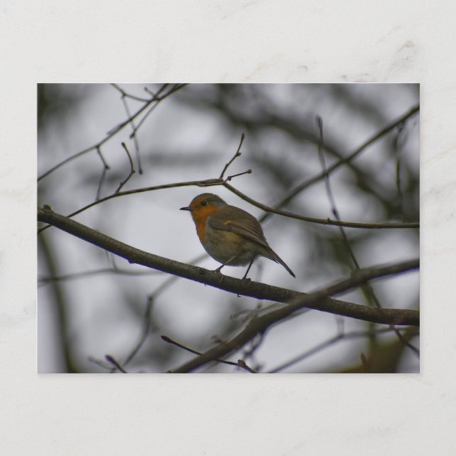 Carte Postale Robin  (Devant)