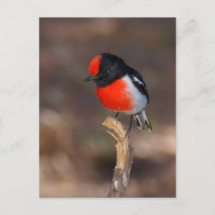 Carte Postale Robin à carreaux rouges