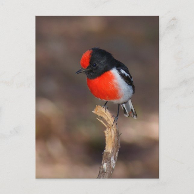 Carte Postale Robin à carreaux rouges (Devant)