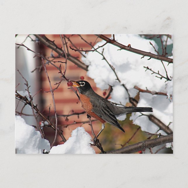 Carte Postale Robin américain (Devant)