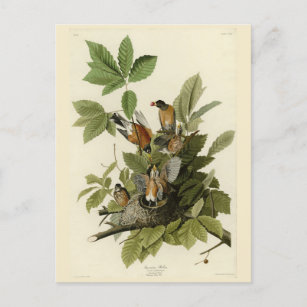 Carte Postale Robin américain d'Audubon's Birds of America