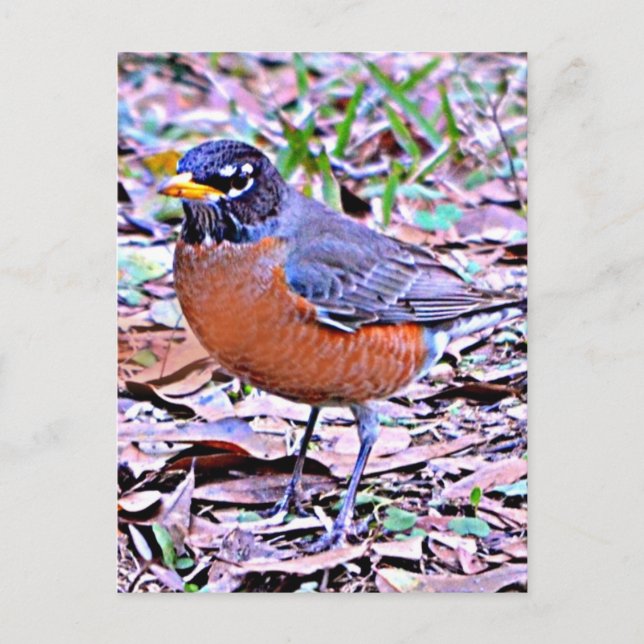 Carte Postale Robin (American Robin) (Devant)