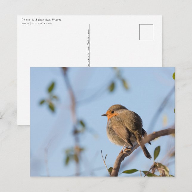 Carte Postale Robin Bird Nature Photo (Devant / Derrière)