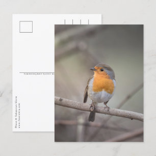 Carte Postale Robin Bird Photo Faune