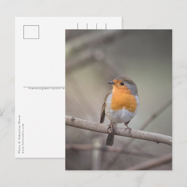 Carte Postale Robin Bird Photo Faune (Devant / Derrière)