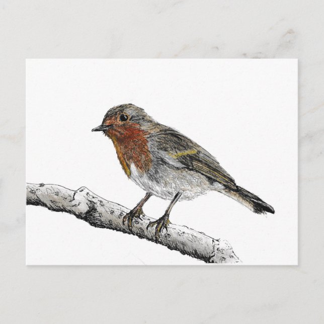 Carte postale Robin Bird Sketch (Devant)