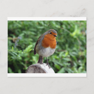 Carte Postale Robin britannique