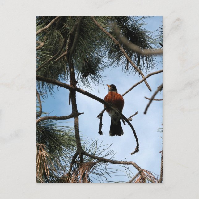 Carte Postale Robin dans un pin (Devant)