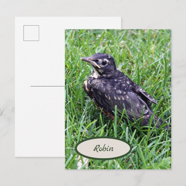 Carte Postale Robin de bébé juste à l'extérieur du nid Oiseaux p (Devant / Derrière)
