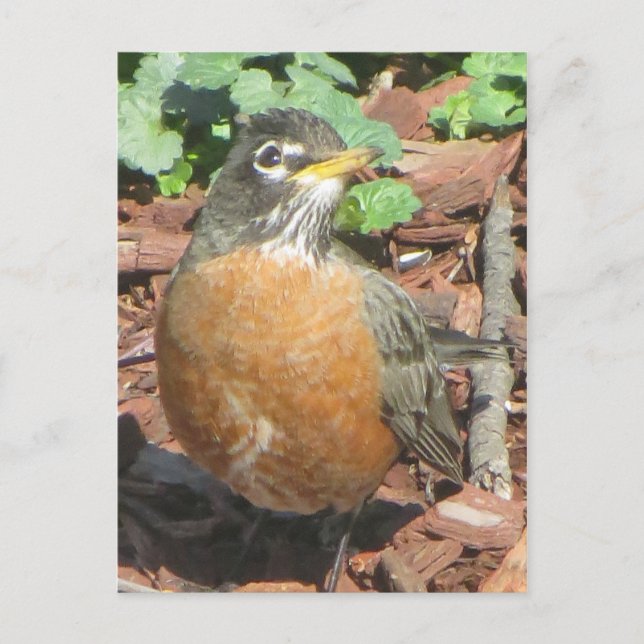Carte Postale Robin de ressort (Devant)