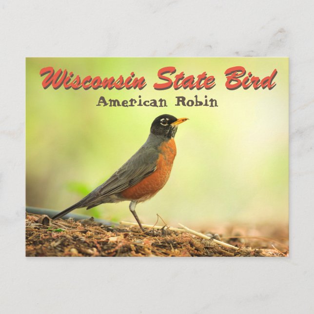 Carte Postale Robin des oiseaux de l'État du Wisconsin (Devant)