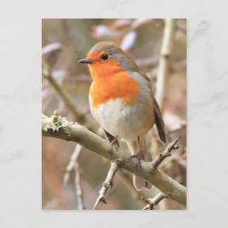 Carte Postale Robin d'hiver Redsein