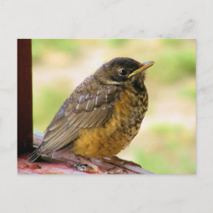 Carte Postale Robin d'une semaine sur une perche