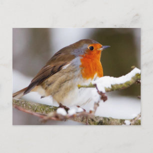 Carte Postale Robin en hiver