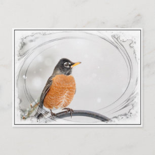 Carte Postale Robin en hiver