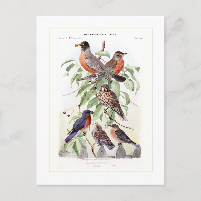 Carte Postale Robin et Bluebird (Devant)
