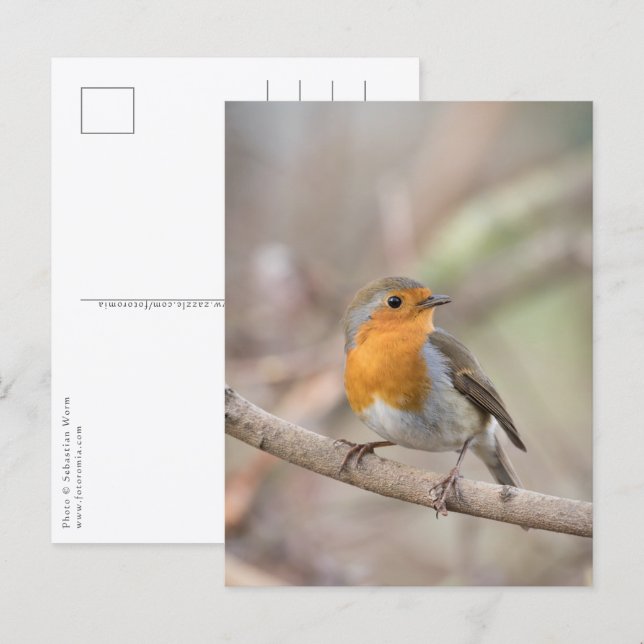 Carte Postale Robin Nature Photo (Devant / Derrière)