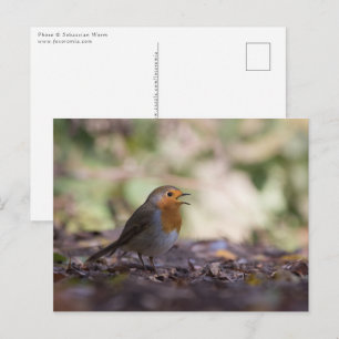 Carte Postale Robin Nature Photo