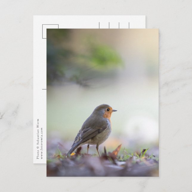 Carte Postale Robin Nature Photo (Devant / Derrière)
