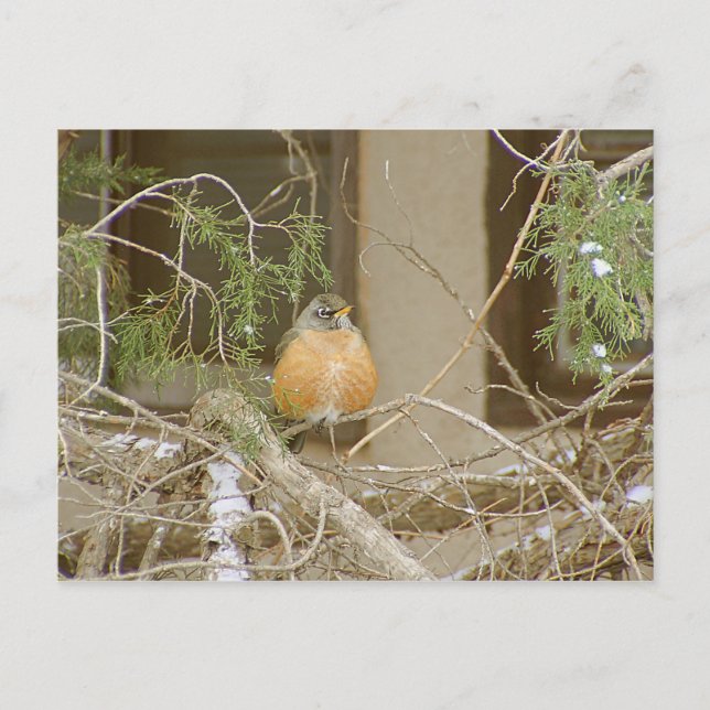 Carte Postale Robin On Snowy Juniper (Devant)