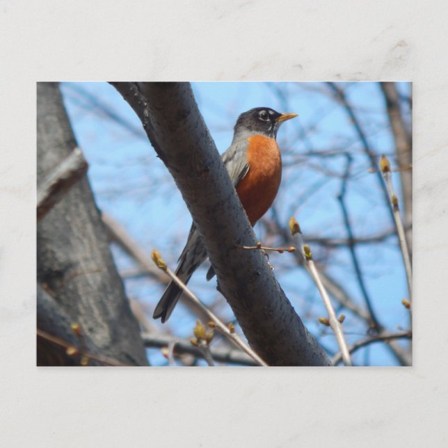 Carte Postale Robin par la rivière Mystic (Devant)
