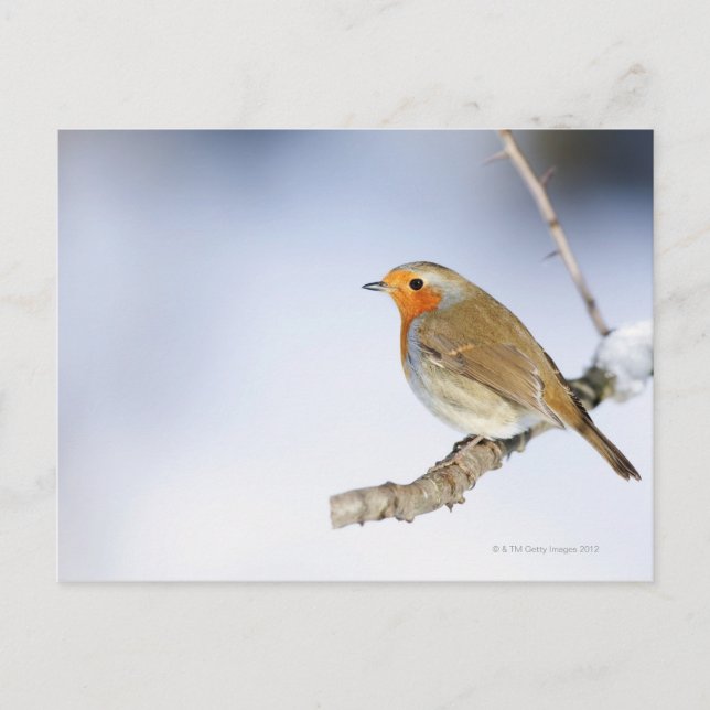 Carte Postale Robin perché sur une branche en hiver (Devant)