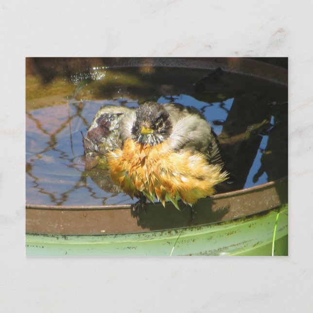 Carte Postale Robin prenant bain (Devant)
