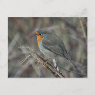 Carte postale Robin Red