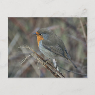 Carte postale Robin Red