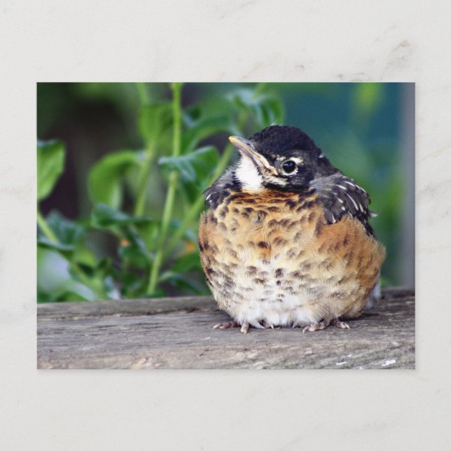 Carte Postale Robin Red Breast PostCard (Devant)