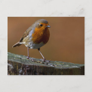 Carte Postale Robin Redmamin